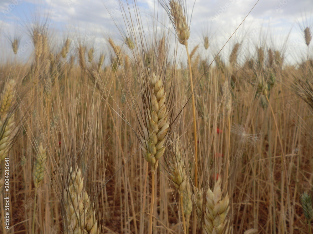 Fototapeta premium Golden Durum Spikes.