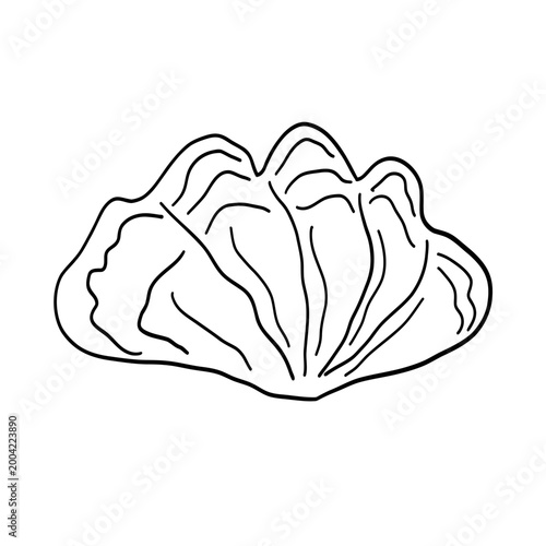 Seashell outline, line art drawing, hand drawn vector illustration, Seashell icon. Marine life. Vector illustration isolated on a white background for design and web.