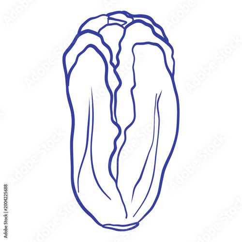 outline illustration of Chinese cabbage on a white background, ideal for vegetable, food, Asian cuisine, healthy eating, and botanical design themes