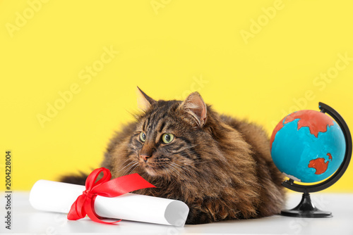 Cute cat with diploma and globe on table against yellow background. End of sc...
