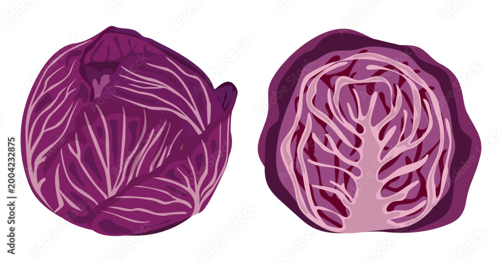 Fototapeta premium Red cabbage, whole and half heads on a white background. Vector illustration.