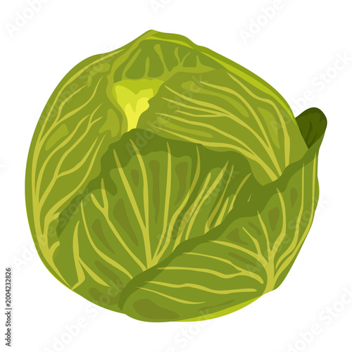 Green white cabbage. Vector illustration isolated on a white background.