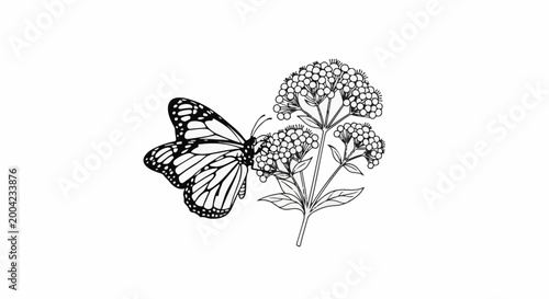 A detailed line drawing depicts a monarch butterfly on a flowering plant