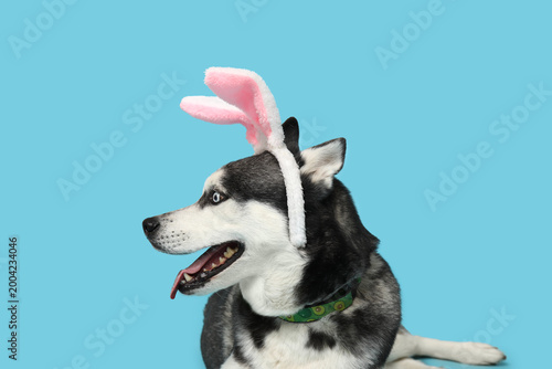 Adorable Husky dog with bun...