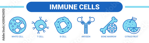 Immune Cells web banner icon vector illustration concept with icons of white cell, T cell, B cell, antigen, bone marrow, and citrus fruit.