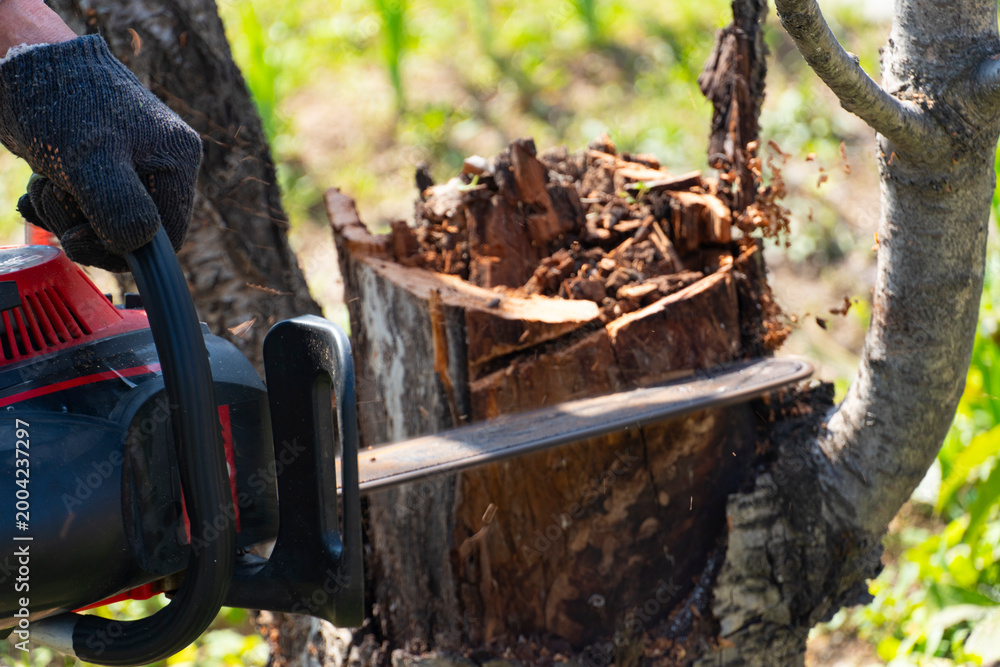 Fototapeta premium Man Cutting Tree Branch with Chainsaw in Garden