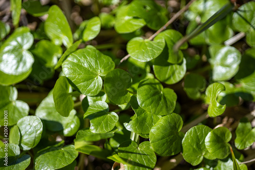 Bright green leaves in a spring forest