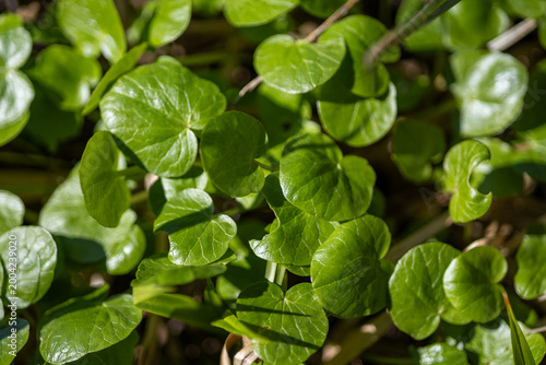 Bright green leaves in a spring forest