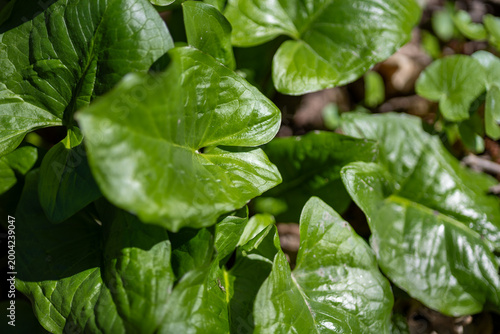 Bright green leaves in a spring forest
