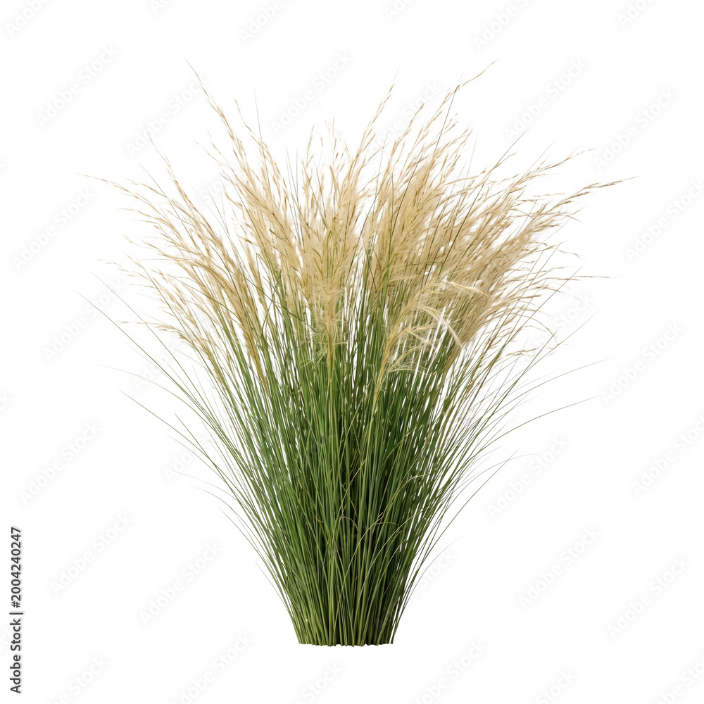 Fototapeta premium Ornamental tall grass plant with feathery plumes isolated. Natural landscape garden element.