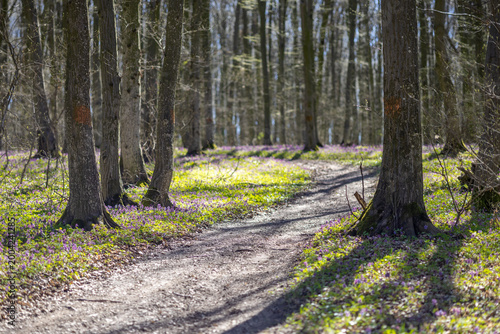 A forest path in spring