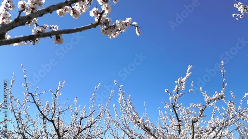 Cinematic drone flyover of apricot trees in full bloom during spring, showing a beautiful orchard with white blossoms under a bright blue sky in a peaceful rural landscape.