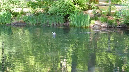 Pond with mallard ducks swimming at nature reserve at Zürichberg forest on a sunny spring morning. Video shot April 30th, 2026, Zurich, Switzerland.