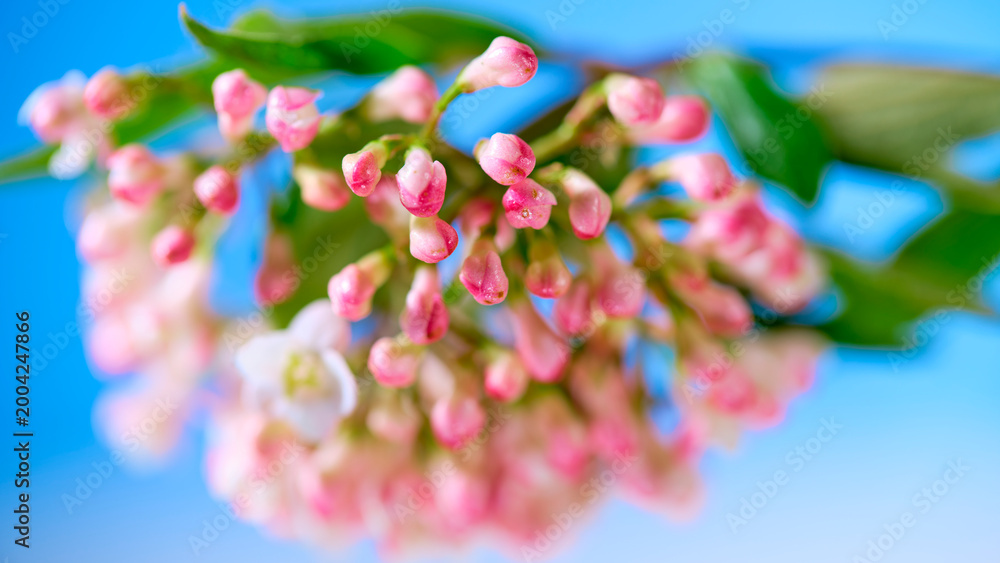 Fototapeta premium Close up of pink flowers on a blue background with green leaves during springtime in a garden setting