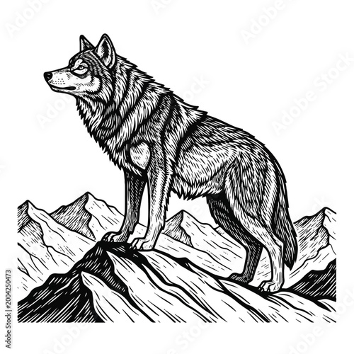 Wolf standing on mountain peak looking.