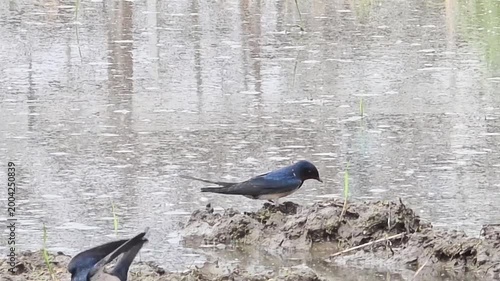 

A Flock of Swallows Collaboratively Gathering Nesting Materials in a Rice Paddy #002

