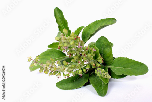 green leaves, fresh leaves, herb plant, flowering basil, aromatic herb, natural herb, organic plant, botanical, plant isolated, leaf texture, ayurveda, herbal medicine, natural remedy, immunity boost
