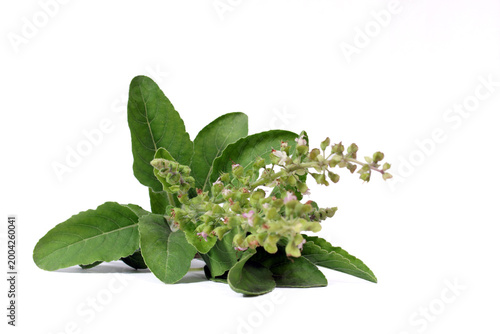 green leaves, fresh leaves, herb plant, flowering basil, aromatic herb, natural herb, organic plant, botanical, plant isolated, leaf texture, ayurveda, herbal medicine, natural remedy, immunity boost