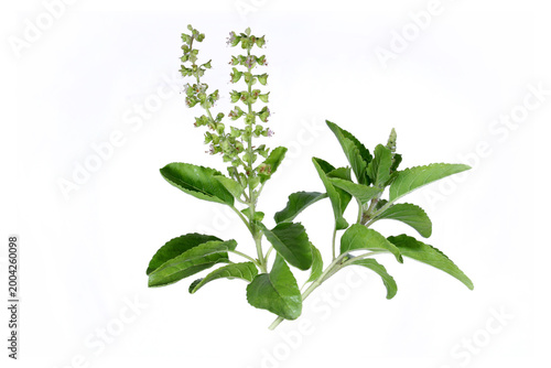green leaves, fresh leaves, herb plant, flowering basil, aromatic herb, natural herb, organic plant, botanical, plant isolated, leaf texture, ayurveda, herbal medicine, natural remedy, immunity boost
