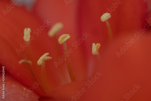 Macro image of stamens in an orange flower.