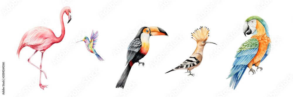 Naklejka premium Set of tropical birds. Watercolor hand drawn hummingbird, pink flamingo, parrot macaw, toco toucan, hoopoe. Isolated illustration on transparent background. Perfect for tropical design projects. For