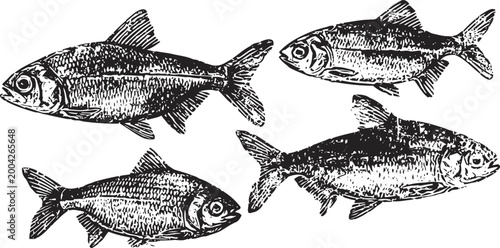 Vintage hand drawn freshwater fish set detailed black ink illustrations of various fish species isolated on white