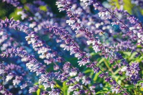 Fotografi Flowers bloom in a garden during the day under sunlight with purple and white pe