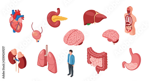 Educational set of human internal organs including heart brain lungs stomach liver and kidneys with an isometric view of a male character.