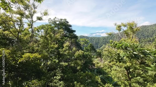 Lush tropical rainforest with mountain landscape in distance. Forward moving shot through dense jungle revealing layered forest canopy and misty hills under soft daylight.