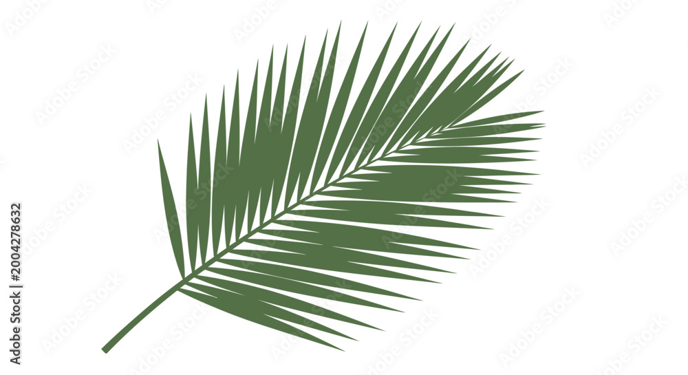 Fototapeta premium Palm Frond Greenery Tropical Leaf Isolated on White Background