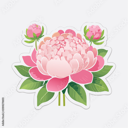 Pink Peony Flower with Buds and Leaves Illustration