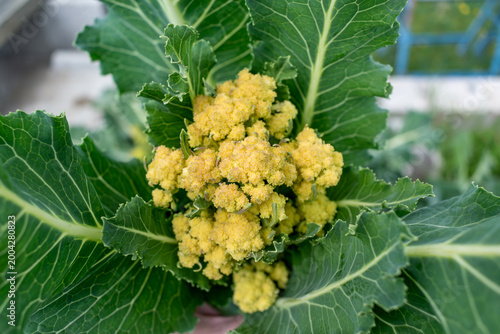 Tableau sur toile Nine star perennial broccoli, perennial cabbage, perennial vegetable, brassica o