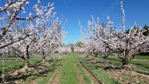 Drone aerial view of a large blooming apricot orchard on a beautiful sunny spring day, showing endless rows of flowering fruit trees under a clear blue sky in the countryside.