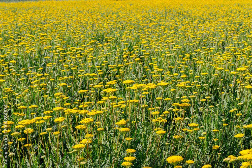 Obraz premium Bright yellow flowers fill a large field under the warm sun during midday in spring season