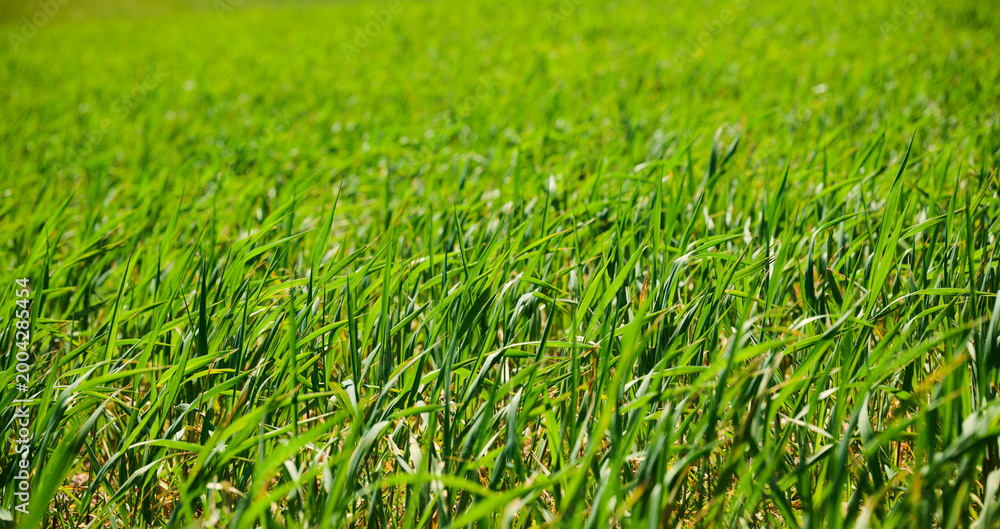 Fototapeta premium Close up of blades of grass in a meadow
