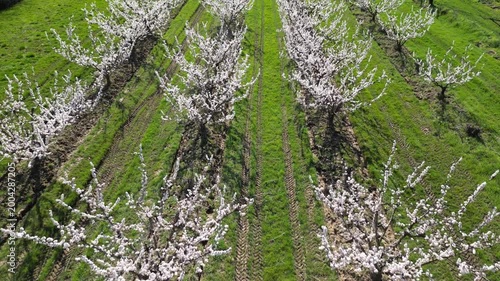 Cinematic drone flyover above a vast apricot orchard in full bloom during a bright sunny spring day, capturing endless flowering trees and beautiful rural countryside landscape.