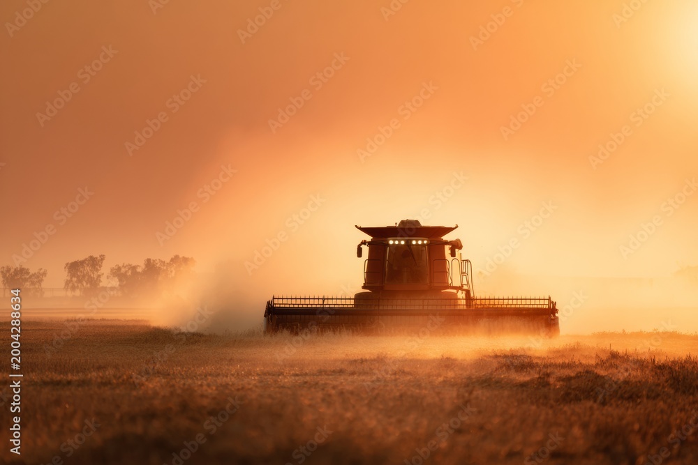 Naklejka premium Combine Harvester Works in Dusty Field at Sunset With Warm Tones in 8K Resolution