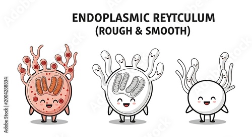 endoplasmic reticulum cell biology.