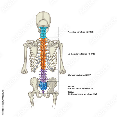 Detailed human spine anatomy illustration showing cervical, thoracic, lumbar vertebrae, sacrum, and coccyx with color-coded sections in posterior view.