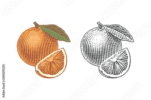 Orange. Hand drawn engraving style colored illustrations.	
