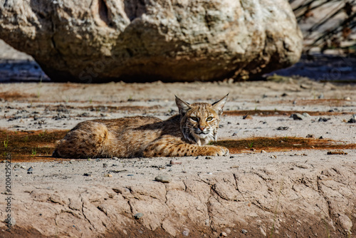 Photography This bobcat (lynx rufus) hunts in this Tucson Arizona wetland/riparian area with it's distinctive black bars on its forelegs and a black-tipped, bobbed tail