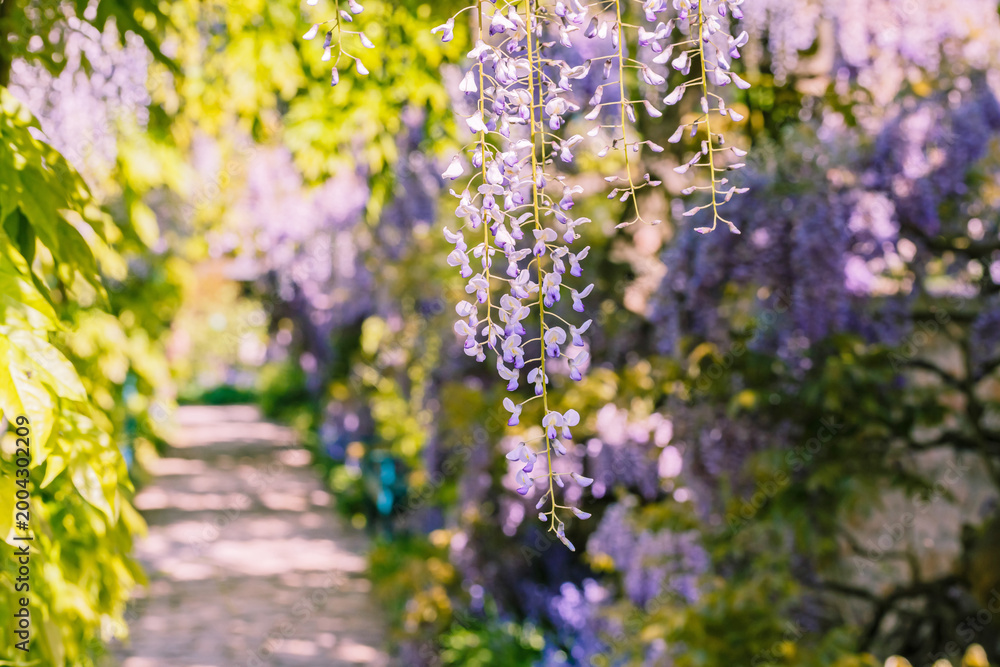 Obraz premium Wisteria flowers hang down from vines in a garden path under bright sunlight in spring