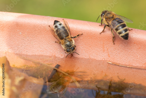 Bienen an Wassertränke im Mai