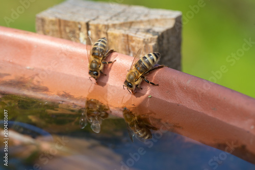 Bienen an Wassertränke im Mai