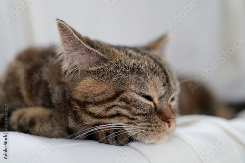 眠そうなブリティッシュショートヘアーの猫