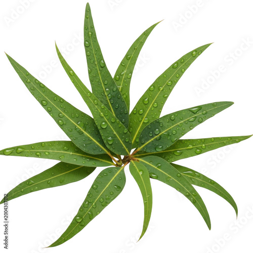 Vibrant green aloe vera plant with spiky leaves