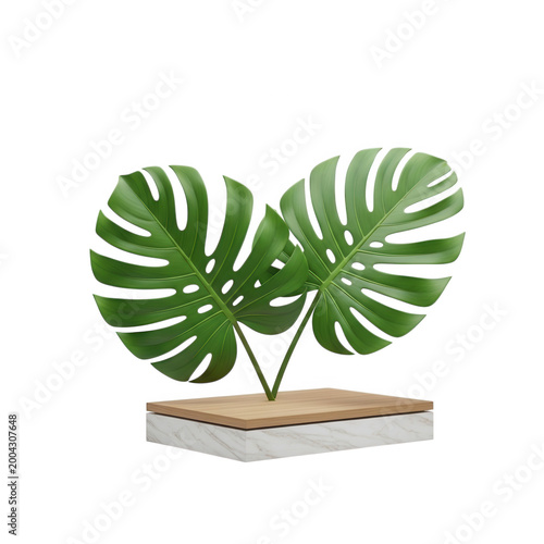 Two vibrant monstera leaves in a small white pot