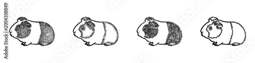 Sketch guinea pig icon design set
