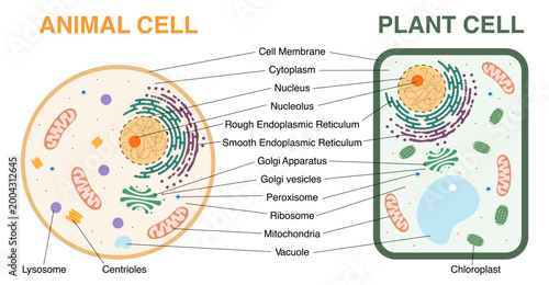 Animal and plant cell structure comparison diagram with labeled organelles. Educational biology infographic showing nucleus, mitochondria, chloroplast, membrane and cellular components. Vector