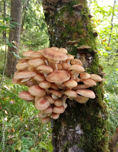 Canvas-taulu A bunch of wild honey fungus (Armillaria mellea) mushrooms on a tree
